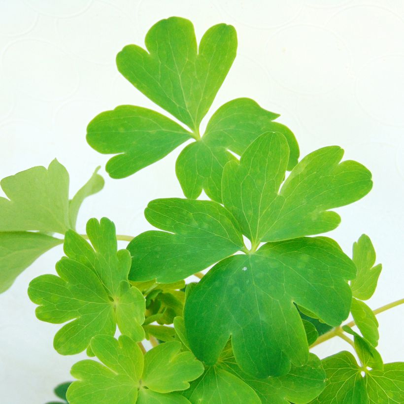 Akelei Ruby Port - Aquilegia vulgaris (Foliage)