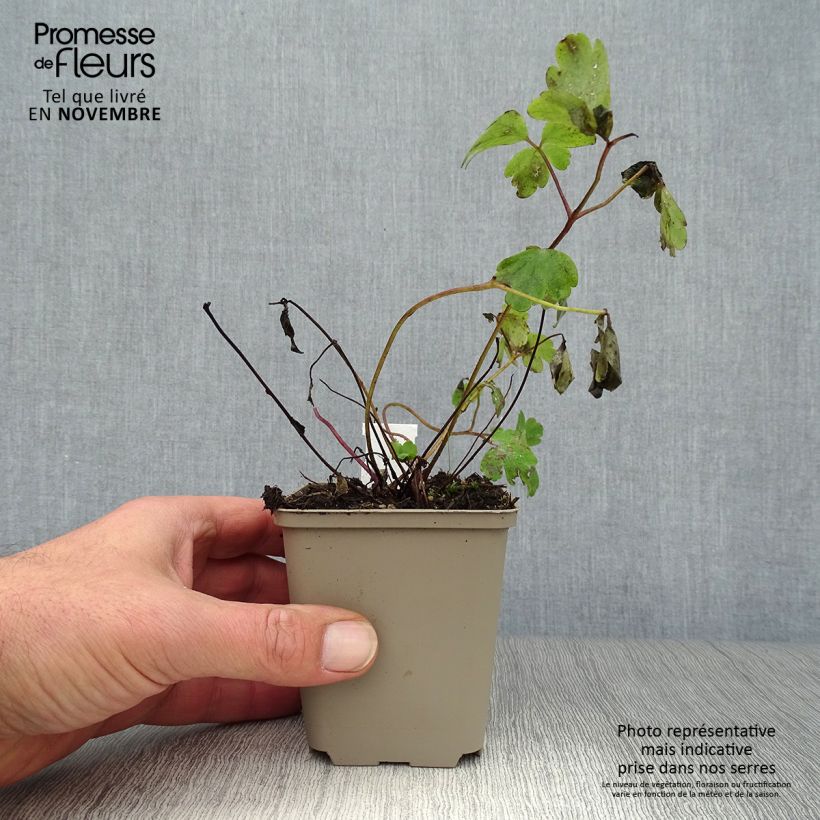 Exemplaar van Akelei Ruby Port - Aquilegia vulgaris Kweekpotje van 8/9 cm zoals geleverd in de herfst