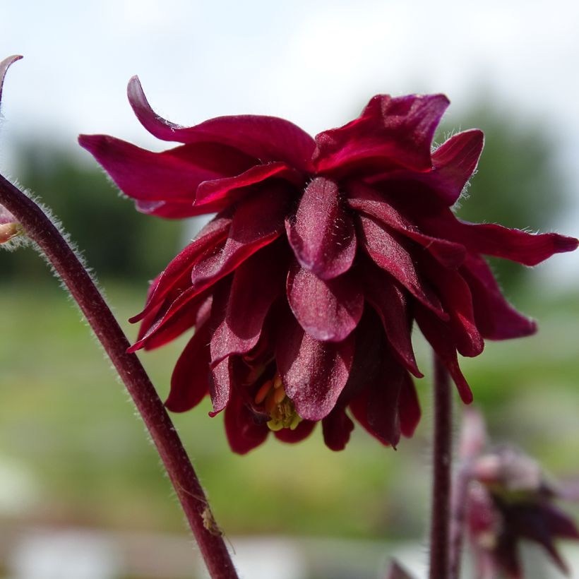 Akelei Ruby Port - Aquilegia vulgaris (Flowering)