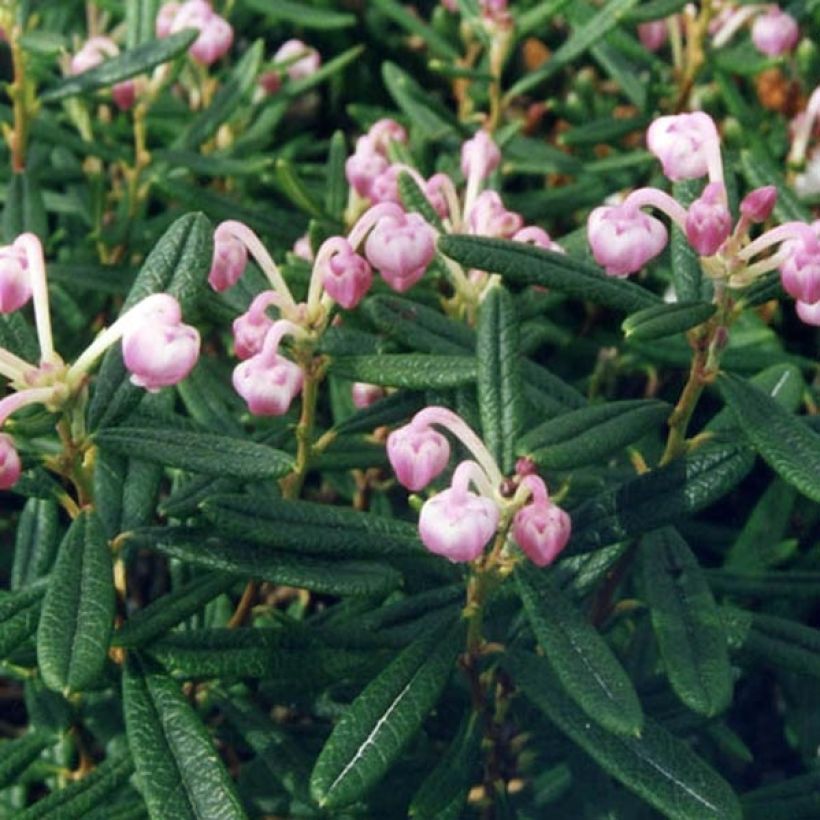 Andromeda polifolia Compacta - Lavendelhei (Foliage)