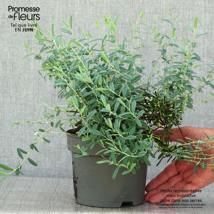Exemplaar van Andromeda polifolia Blue Ice - Lavendelhei Pot van 2 l/3 l zoals geleverd in de zomer