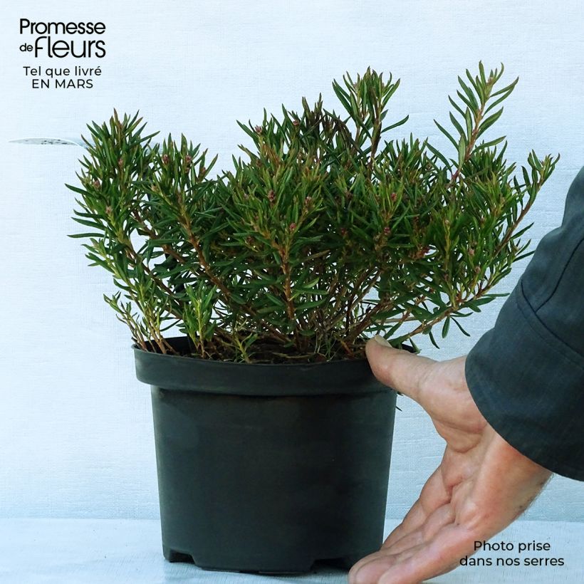 Exemplaar van Andromeda polifolia Nikko - Lavendelhei Pot van 2 l/3 l zoals geleverd in de lente