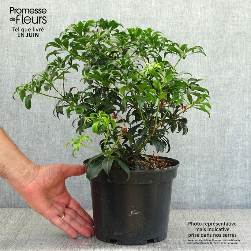 Exemplaar van Pieris japonica Bonfire - Japanse rotsheide Pot van 3 l/4 l zoals geleverd in de zomer