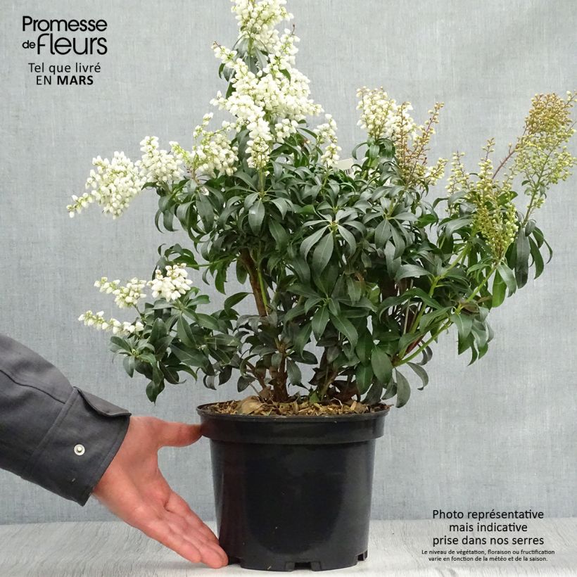 Exemplaar van Pieris japonica Bonfire - Japanse rotsheide Pot van 3 l/4 l zoals geleverd in de lente