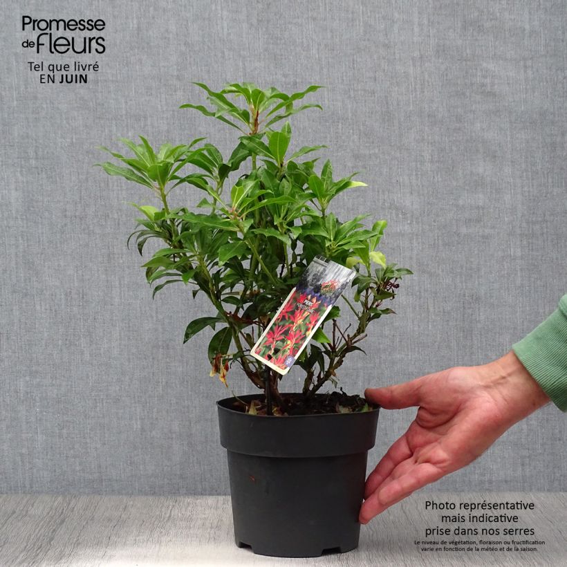 Exemplaar van Pieris japonica Forest Flame - Japanse rotsheide Pot van 2 l/3 l zoals geleverd in de zomer