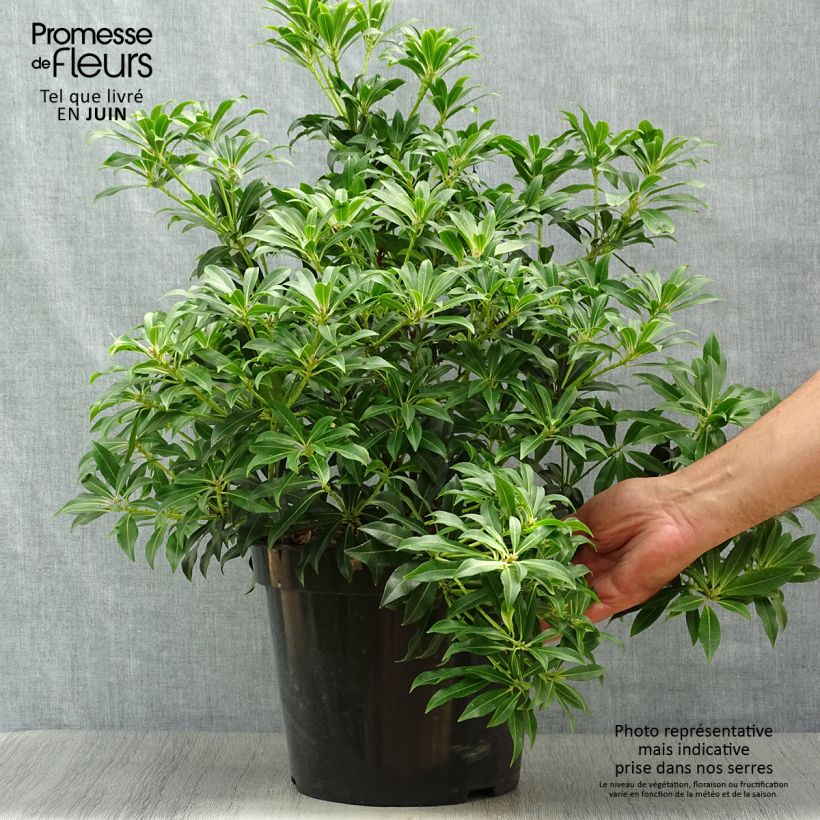 Exemplaar van Pieris japonica Forest Flame - Japanse rotsheide Pot van 7,5 l/10 l zoals geleverd in de zomer
