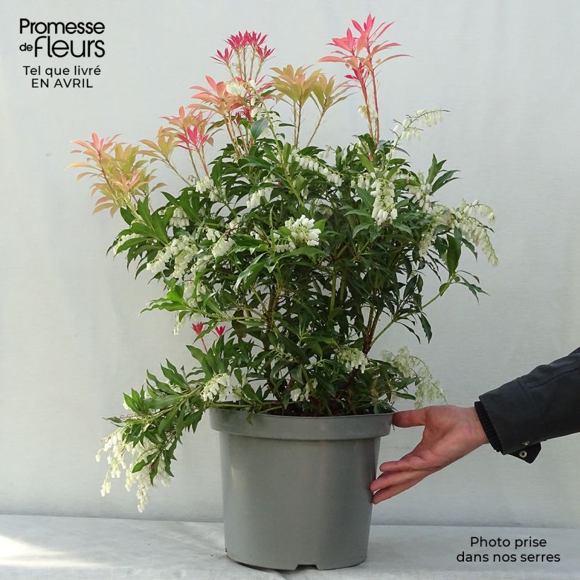 Exemplaar van Pieris japonica Forest Flame - Japanse rotsheide Pot van 7,5 l/10 l zoals geleverd in de lente