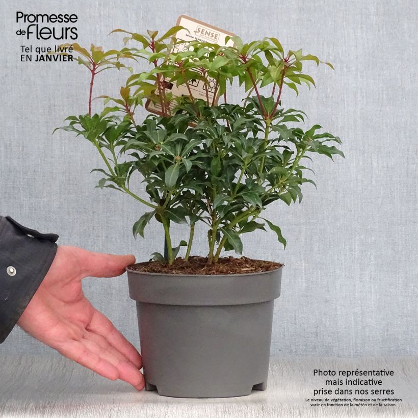 Example of Andromède du Japon - Pieris Japonica Mountain Fire Pot van 2 l/3 l as you get in hiver