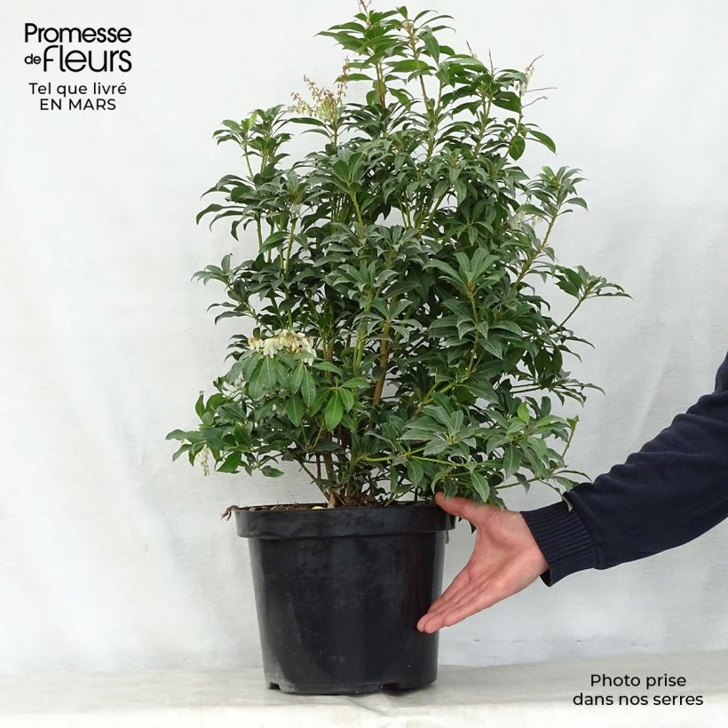 Exemplaar van Pieris japonica Mountain Fire - Japanse rotsheide Pot van 2 l/3 l zoals geleverd in de lente