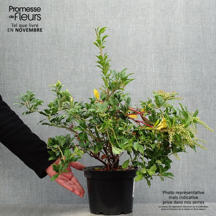 Exemplaar van Pieris japonica Mountain Fire - Japanse rotsheide Pot van 4 l/5 l zoals geleverd in de herfst