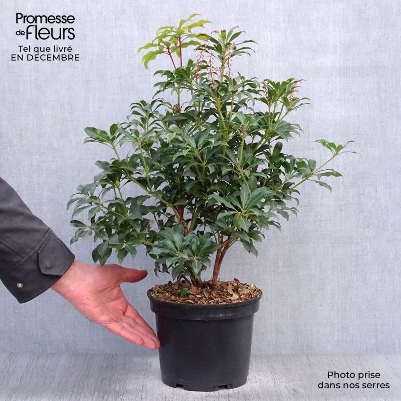 Example of Andromède du Japon - Pieris Japonica Mountain Fire Pot van 4 l/5 l as you get in hiver