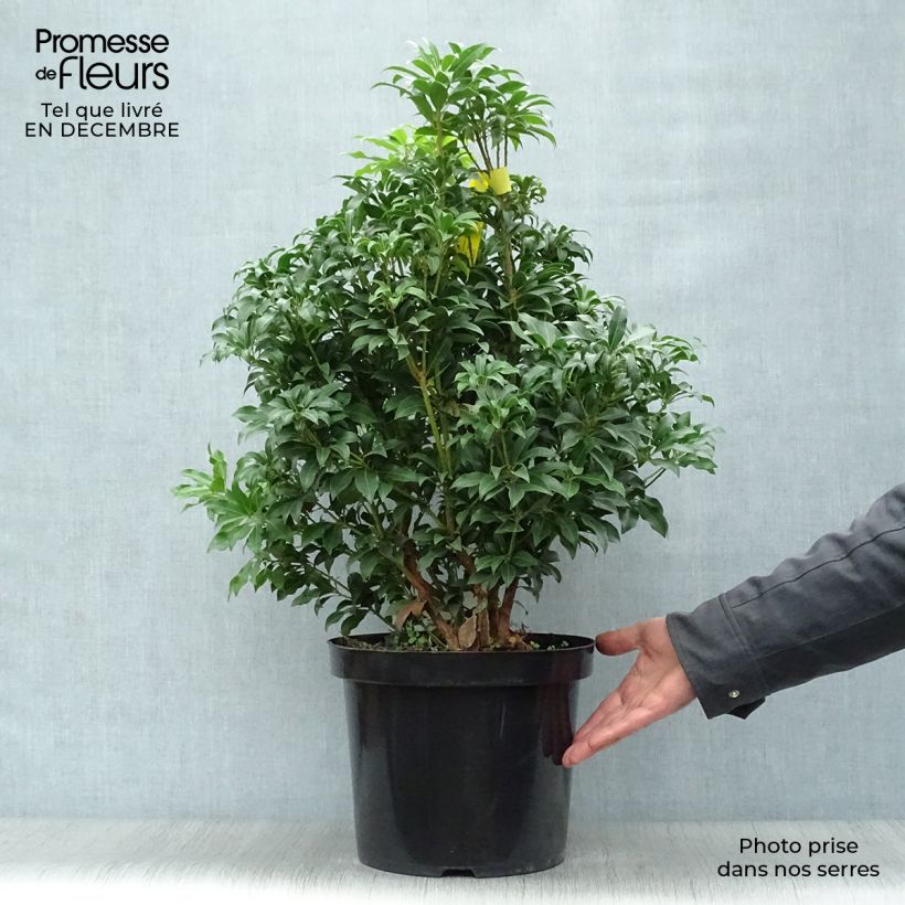Example of Andromède du Japon - Pieris Japonica Mountain Fire Pot van 7,5 l/10 l as you get in hiver