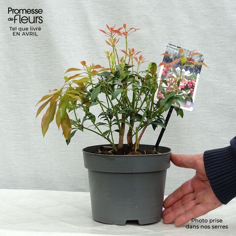 Exemplaar van Pieris japonica Valley Valentine - Japanse rotsheide Pot van 2 l/3 l zoals geleverd in de lente