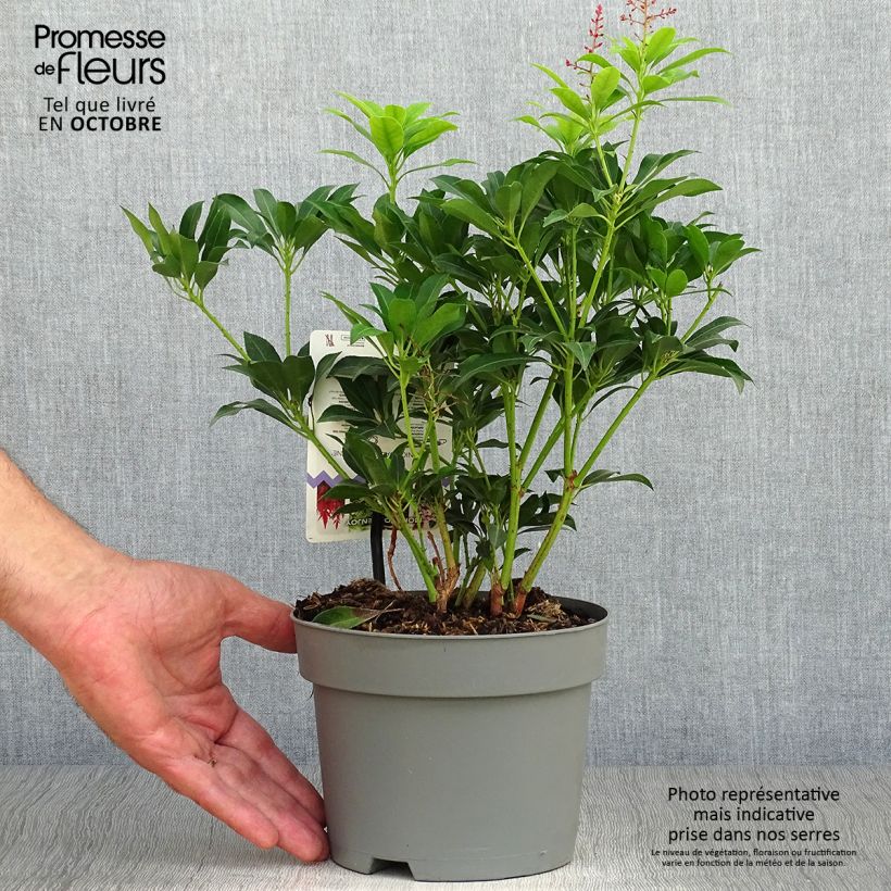 Exemplaar van Pieris japonica Valley Valentine - Japanse rotsheide Pot van 2 l/3 l zoals geleverd in de herfst