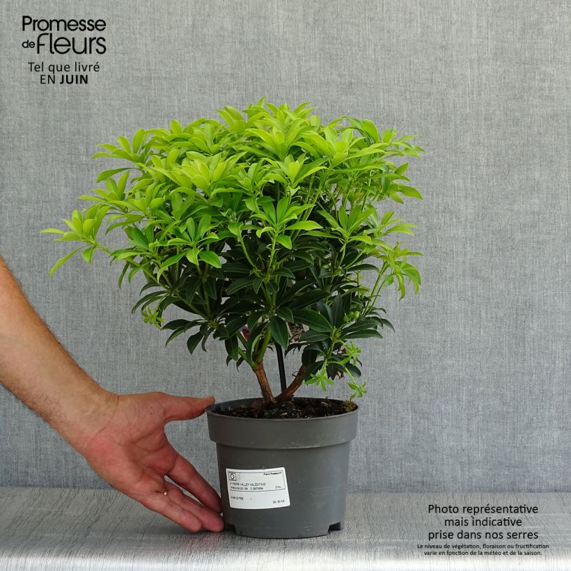 Exemplaar van Pieris japonica Valley Valentine - Japanse rotsheide Pot van 2 l/3 l zoals geleverd in de zomer