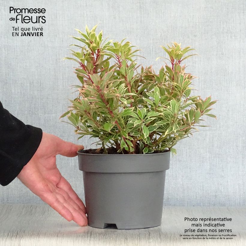 Example of Andromède du Japon - Pieris japonica Carnaval Pot van 2 l/3 l as you get in hiver