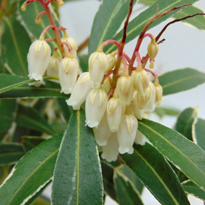 Pieris japonica Flaming Silver - Japanse rotsheide (Flowering)
