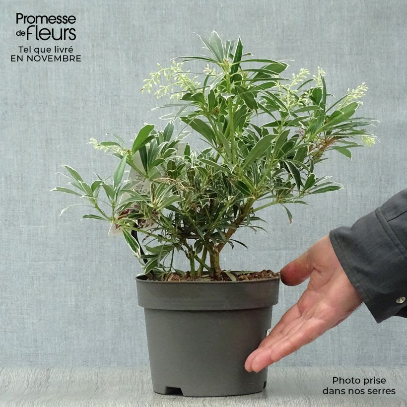 Exemplaar van Pieris japonica Flaming Silver - Japanse rotsheide Pot van 2 l/3 l zoals geleverd in de herfst