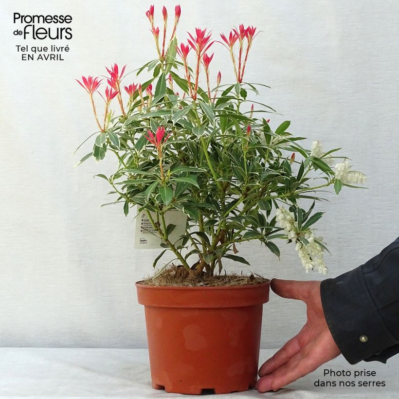 Exemplaar van Pieris japonica Flaming Silver - Japanse rotsheide Pot van 2 l/3 l zoals geleverd in de lente