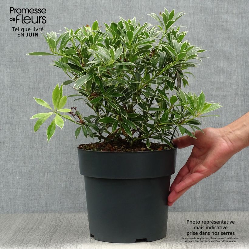 Exemplaar van Pieris japonica Flaming Silver - Japanse rotsheide Pot van 4 l/5 l zoals geleverd in de zomer