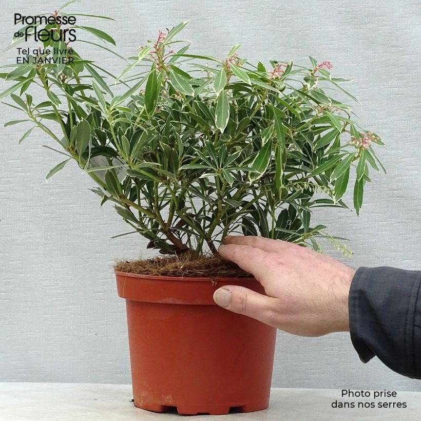 Example of Andromède du Japon - Pieris japonica Flaming Silver Pot van 4 l/5 l as you get in hiver