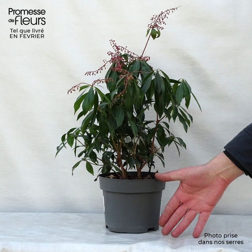 Example of Pieris japonica Katsura - Japanse rotsheide Pot van 2 l/3 l as you get in hiver