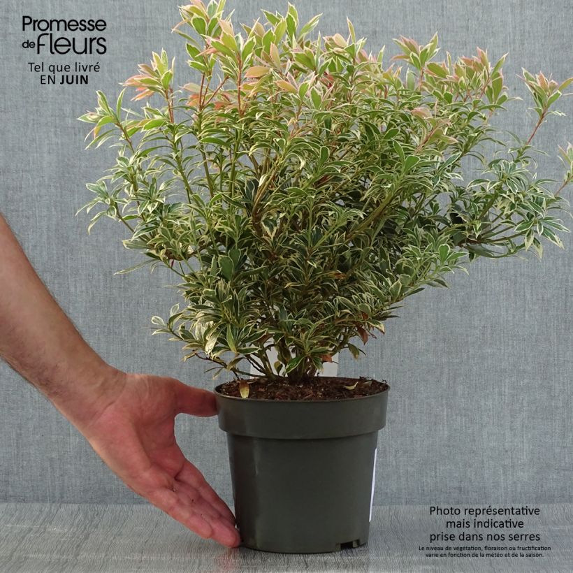 Exemplaar van Pieris japonica Little Frosty - Japanse rotsheide Pot van 2 l/3 l zoals geleverd in de zomer