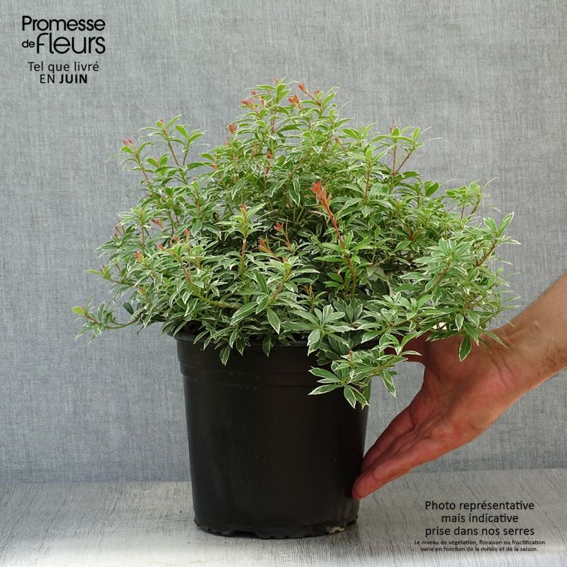 Exemplaar van Pieris japonica Little Goldy - Japanse rotsheide Pot van 4 l/5 l zoals geleverd in de zomer