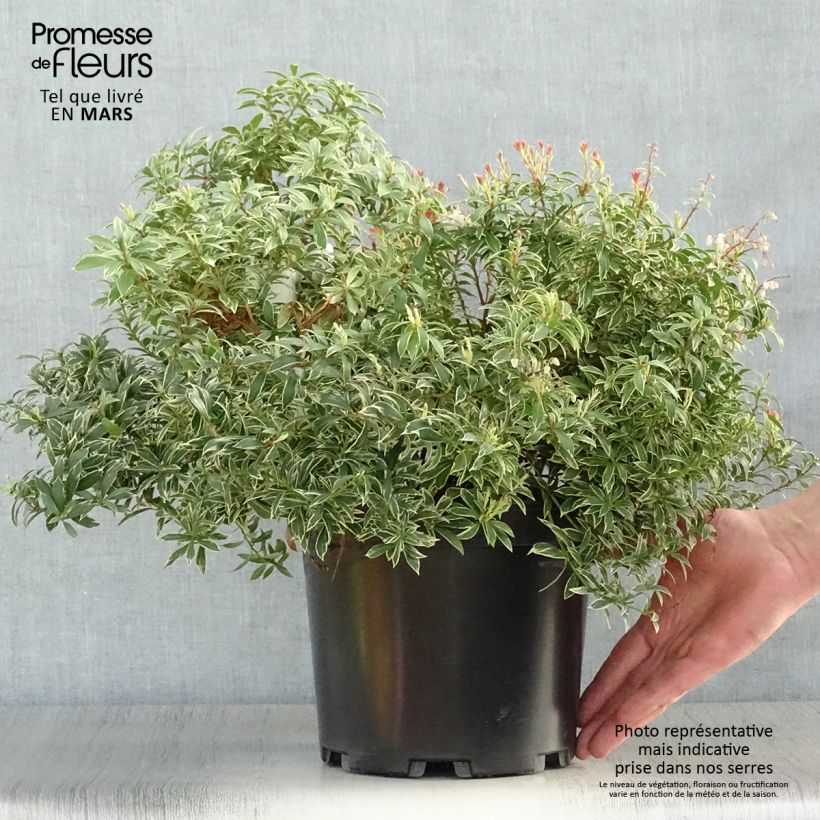 Exemplaar van Pieris japonica Little Goldy - Japanse rotsheide Pot van 4 l/5 l zoals geleverd in de lente
