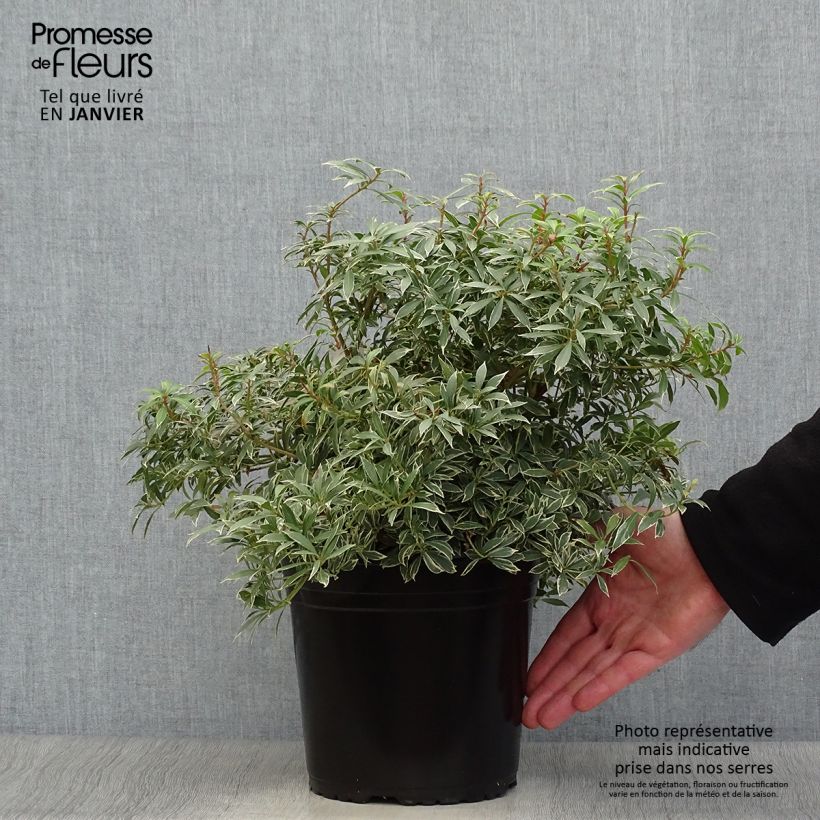 Example of Andromède du Japon - Pieris japonica Little Goldy Pot van 4 l/5 l as you get in hiver