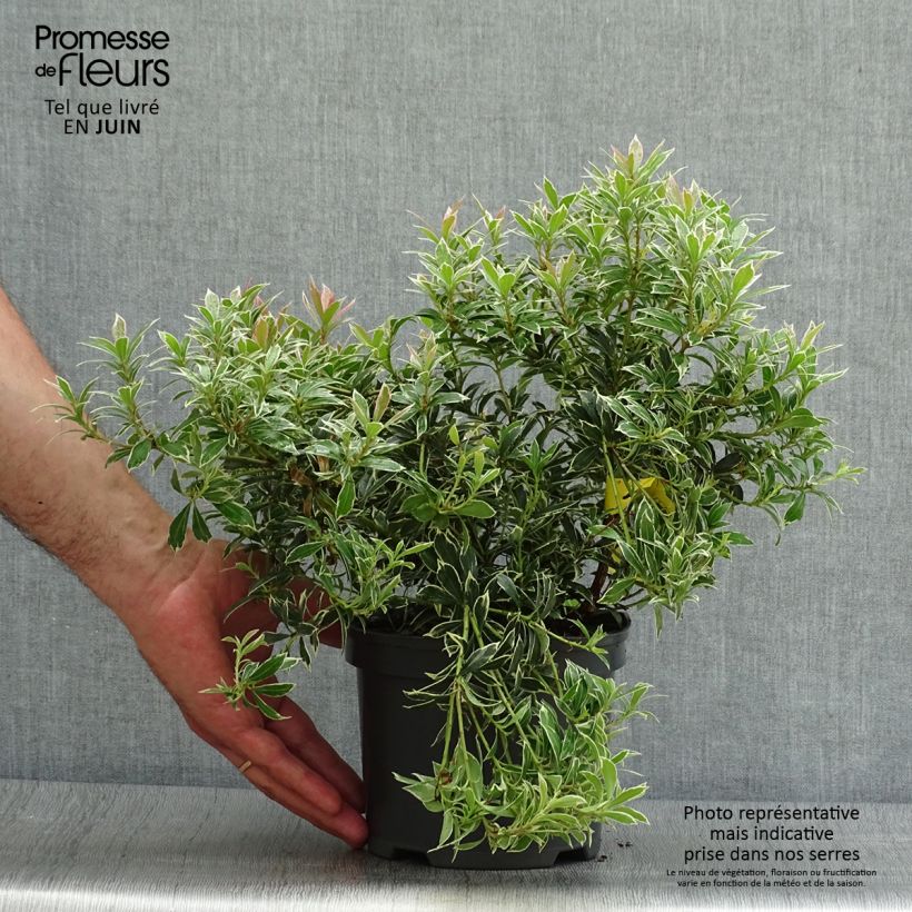 Exemplaar van Pieris japonica Little Heath - Japanse rotsheide Pot van 2 l/3 l zoals geleverd in de zomer