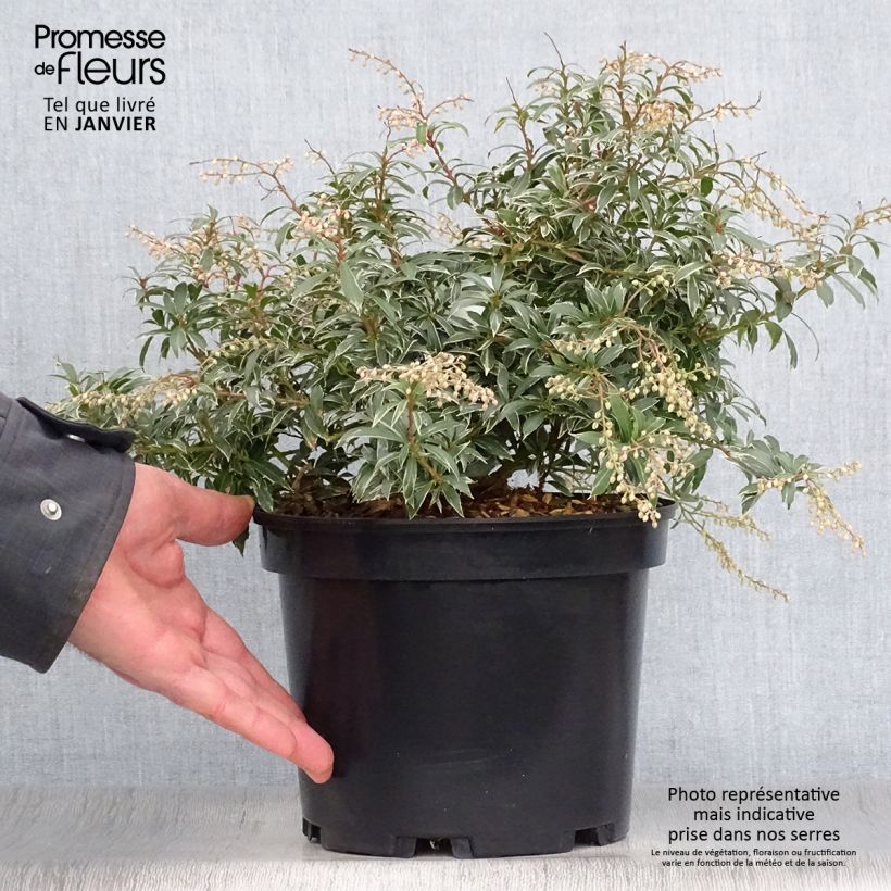 Example of Andromède du Japon - Pieris japonica Little Heath Pot van 4 l/5 l as you get in hiver