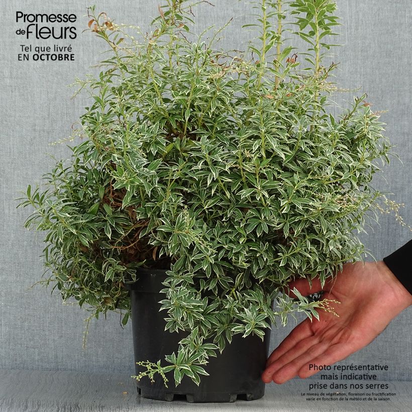 Exemplaar van Pieris japonica Little Heath - Japanse rotsheide Pot van 4 l/5 l zoals geleverd in de herfst
