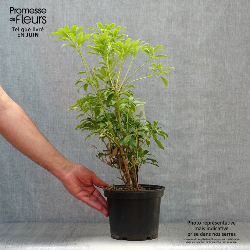 Exemplaar van Pieris japonica Passion - Japanse rotsheide Pot van 2 l/3 l zoals geleverd in de zomer
