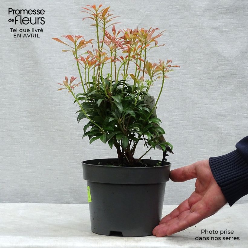 Exemplaar van Pieris japonica Passion - Japanse rotsheide Pot van 2 l/3 l zoals geleverd in de lente
