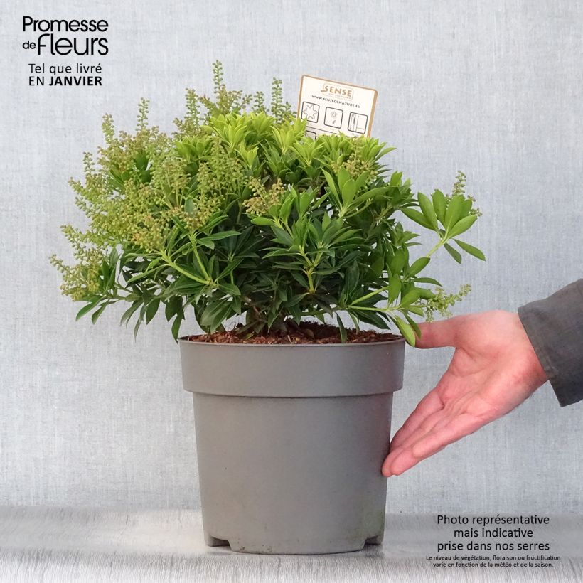 Example of Andromède du Japon - Pieris japonica Purity Pot van 3 l/4 l as you get in hiver