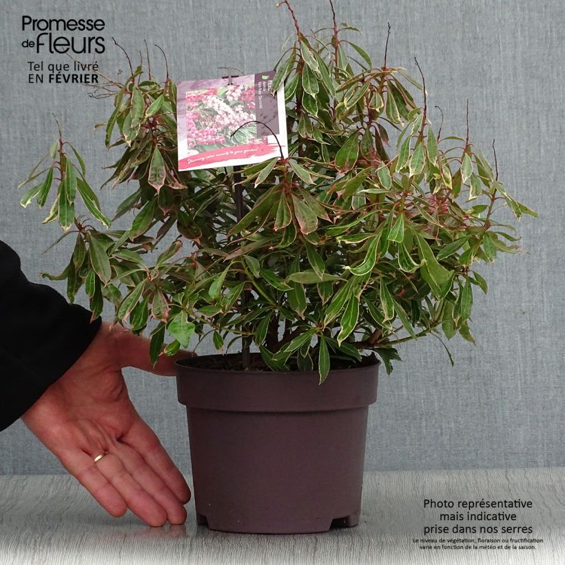 Example of Andromède du Japon - Pieris japonica Ralto Rose Pot van 2 l/3 l as you get in hiver