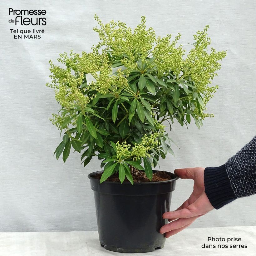 Example of Andromède du Japon - Pieris japonica Sarabande Pot van 3 l/4 l as you get in hiver