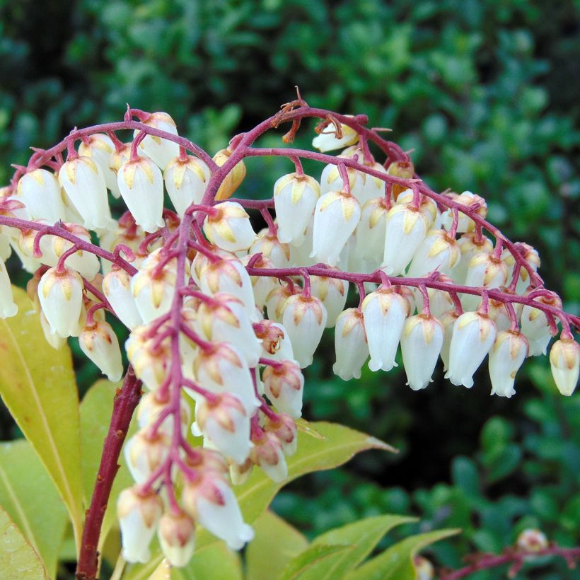 Pieris japonica Mountain Fire - Japanse rotsheide (Flowering)