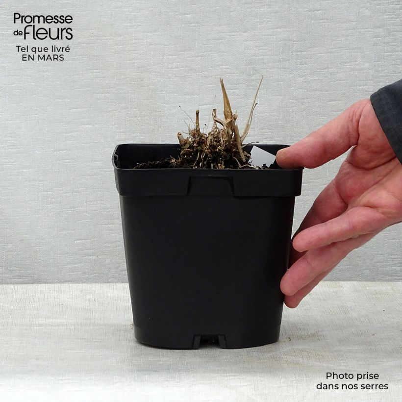 Exemplaar van Andropogon gerardii Prairie Sommer - Baardgras Pot van 2 l/3 l zoals geleverd in de lente