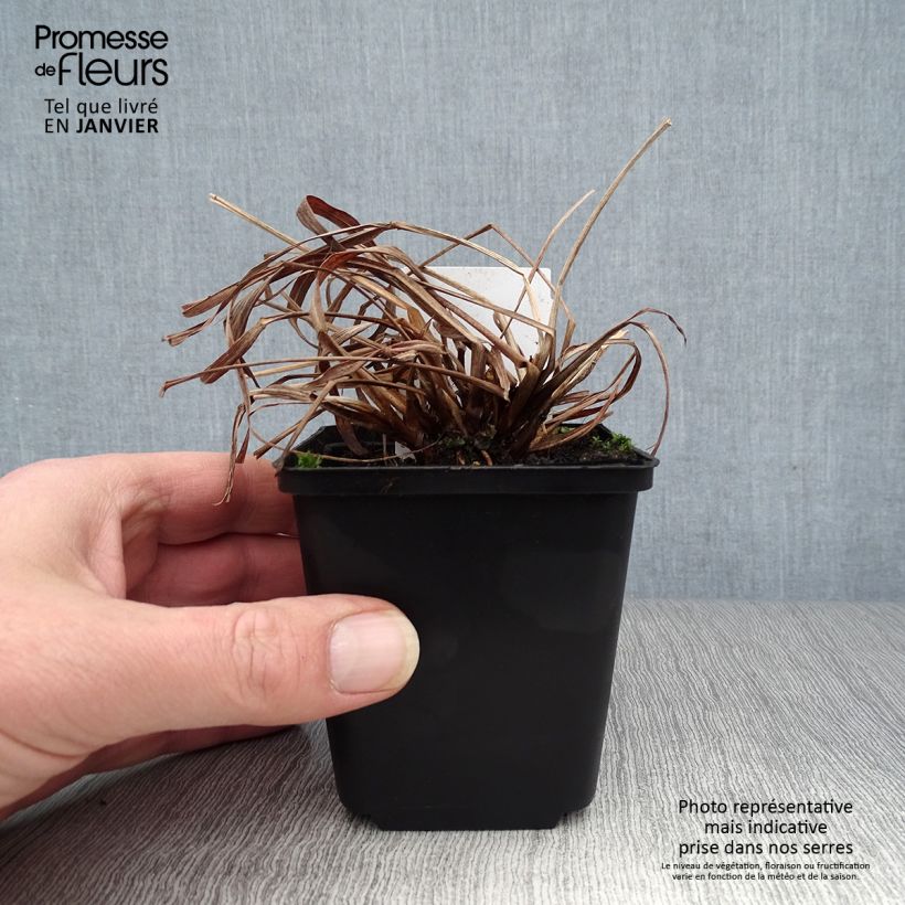 Example of Andropogon gerardii Red October - Barbon de Gerard Kweekpotje van 8/9 cm as you get in hiver