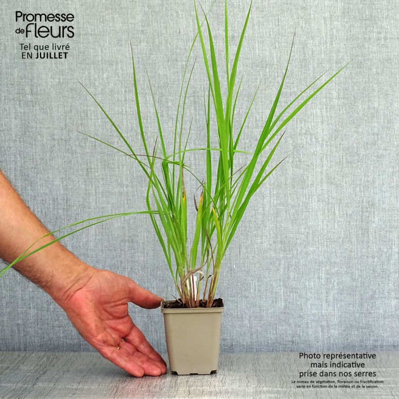 Exemplaar van Andropogon hallii Purple Konza - Baardgras Kweekpotje van 8/9 cm zoals geleverd in de zomer