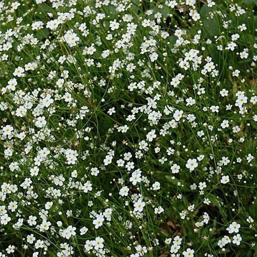Androsace septentrionalis Star Dust - Rotsjasmijn (Flowering)