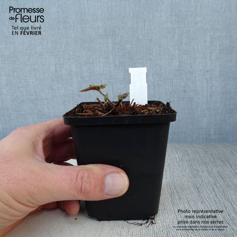 Example of Anemone Ruffled Swan - Herfstanemoon Kweekpotje van 8/9 cm as you get in hiver