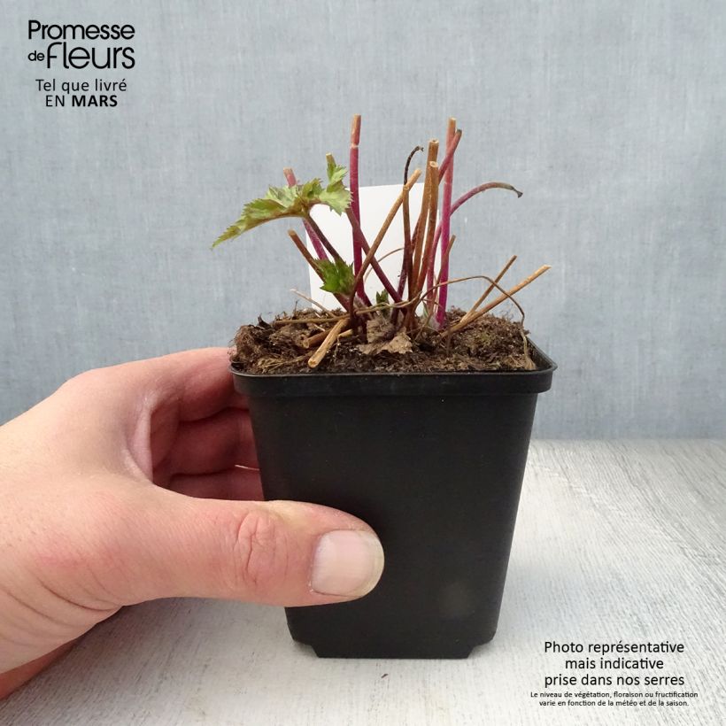 Exemplaar van Anemone Ruffled Swan - Herfstanemoon Kweekpotje van 8/9 cm zoals geleverd in de lente