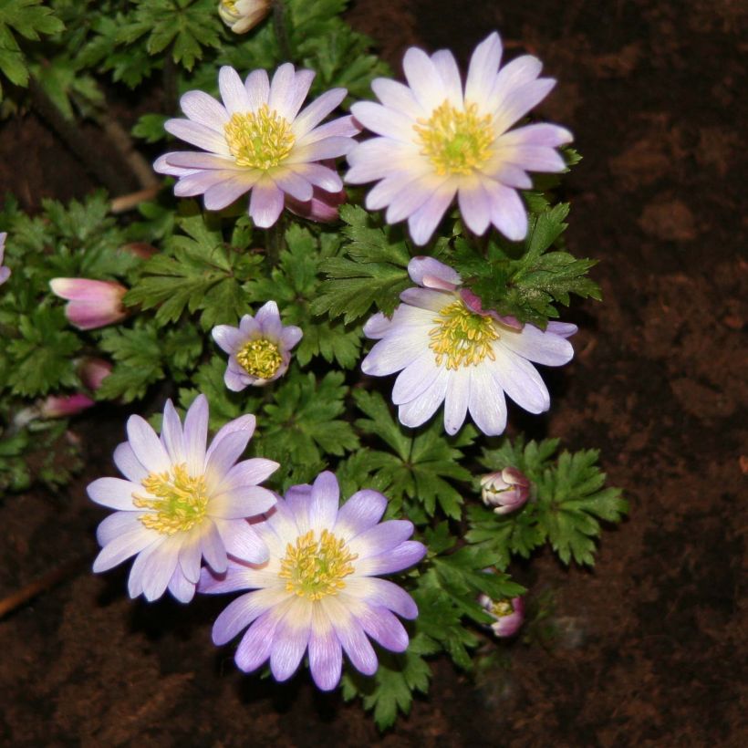 Anemone blanda Blue Splendour - Oosterse anemoon (Bloei)
