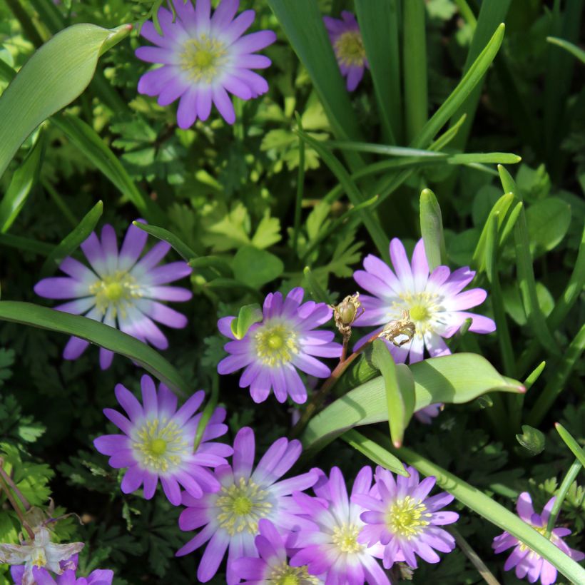 Anemone blanda Charmer - Oosterse anemoon (Bloei)