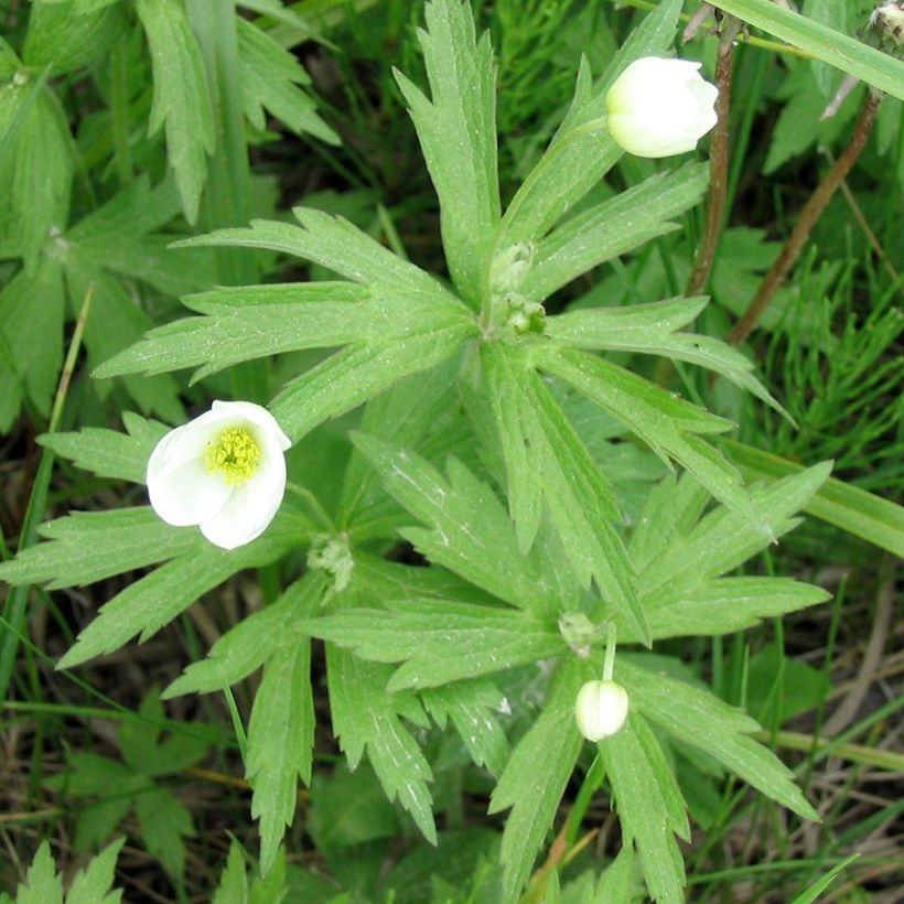 Anemone canadensis - Canadese anemoon (Foliage)