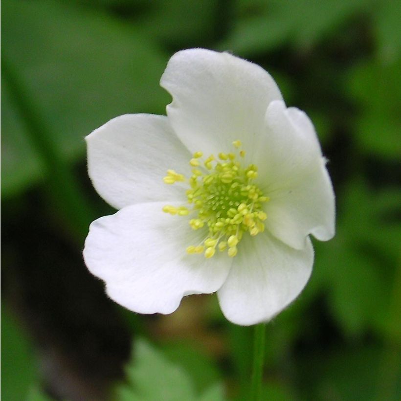 Anemone canadensis - Canadese anemoon (Flowering)