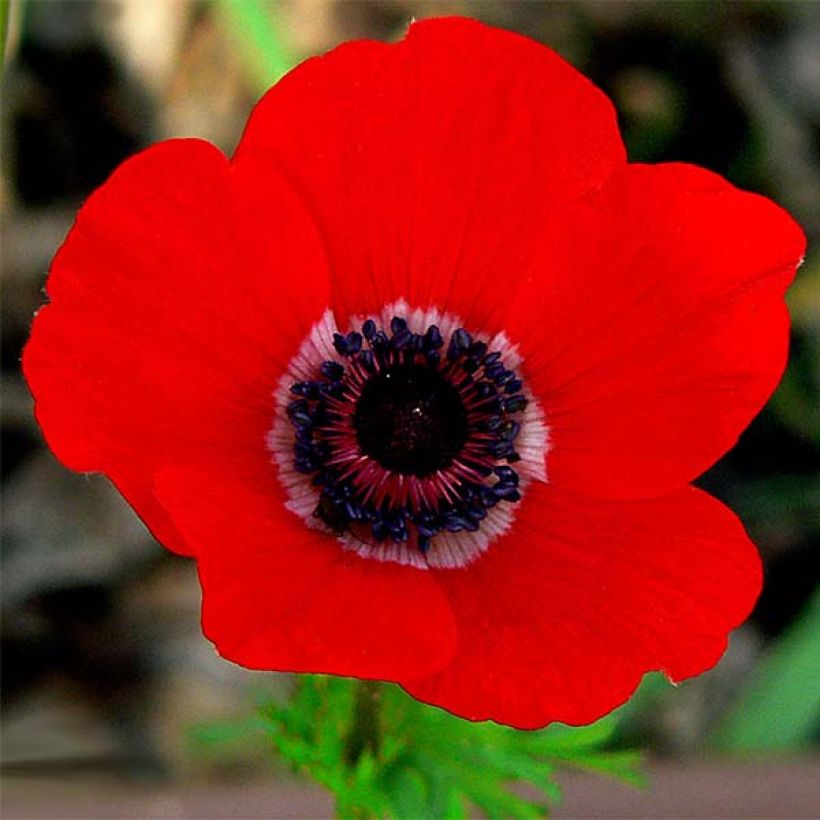 Anemone coronaria Hollandia - Klaproos-anemoon (Bloei)